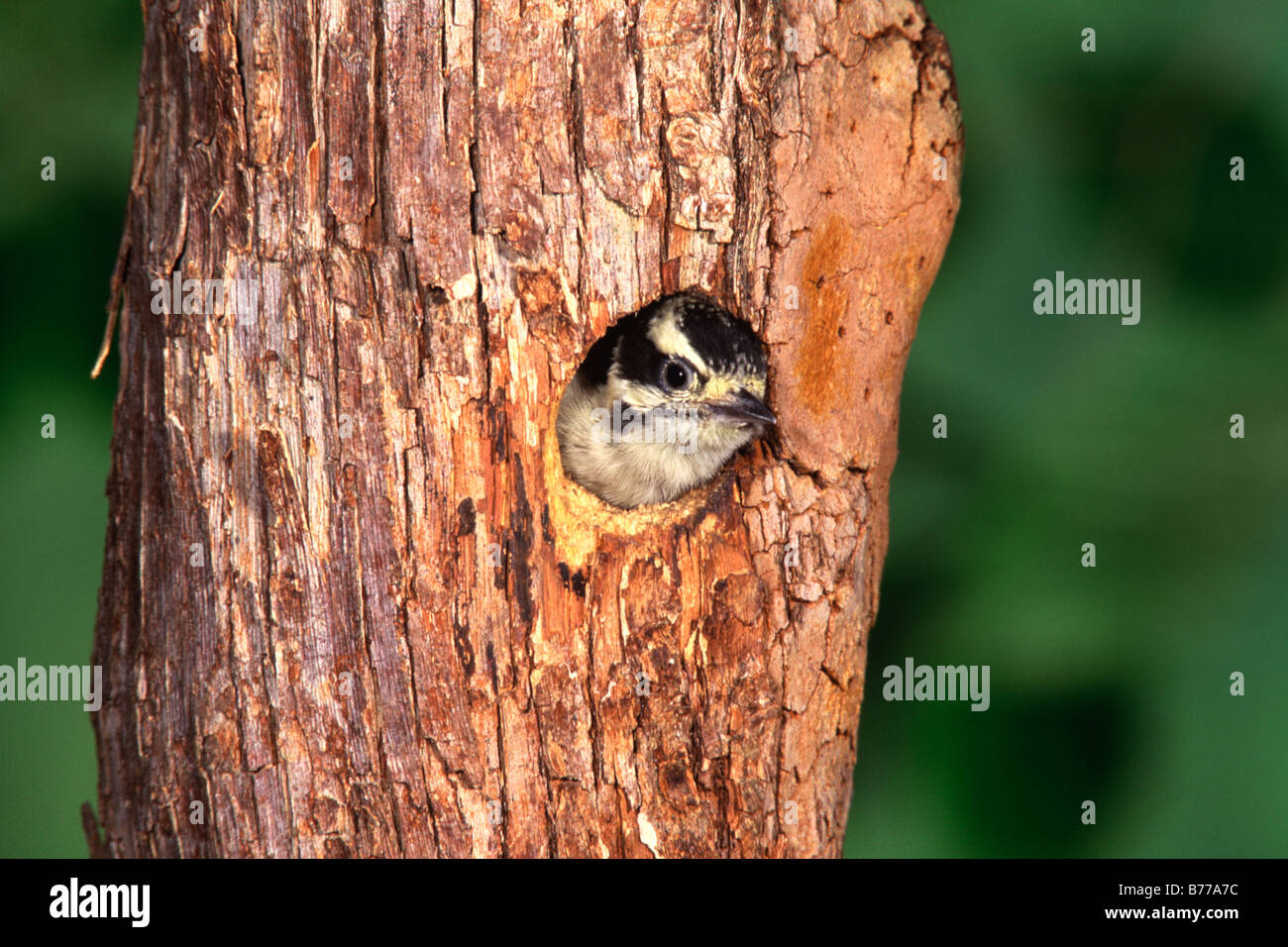 Downy Woodpecker Nestling Stock Photo