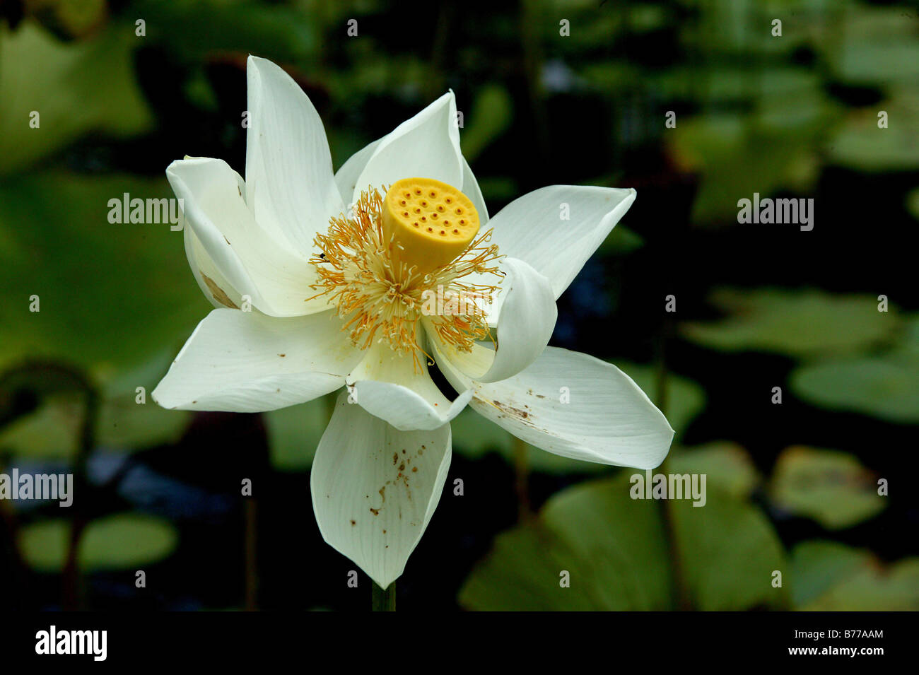 Lotus flower (Nelumbo), The Royal Botanical Gardens of Pampelmousse