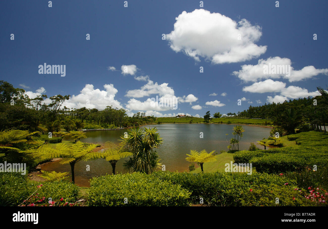 Tea plantation of the Bois Chéri Tea Factory, lake, highland, Mauritius, Africa Stock Photo
