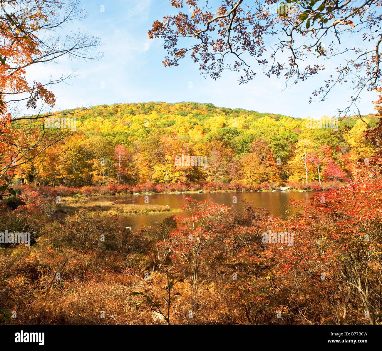 Bear at a distant hires stock photography and images Alamy