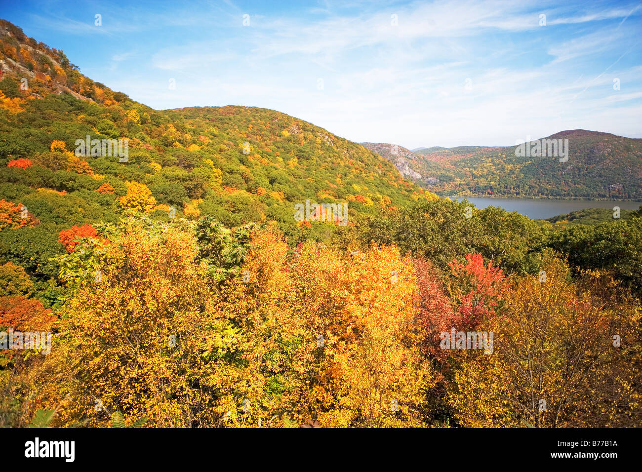 Blue sky fall day with bear in tree hires stock photography and images