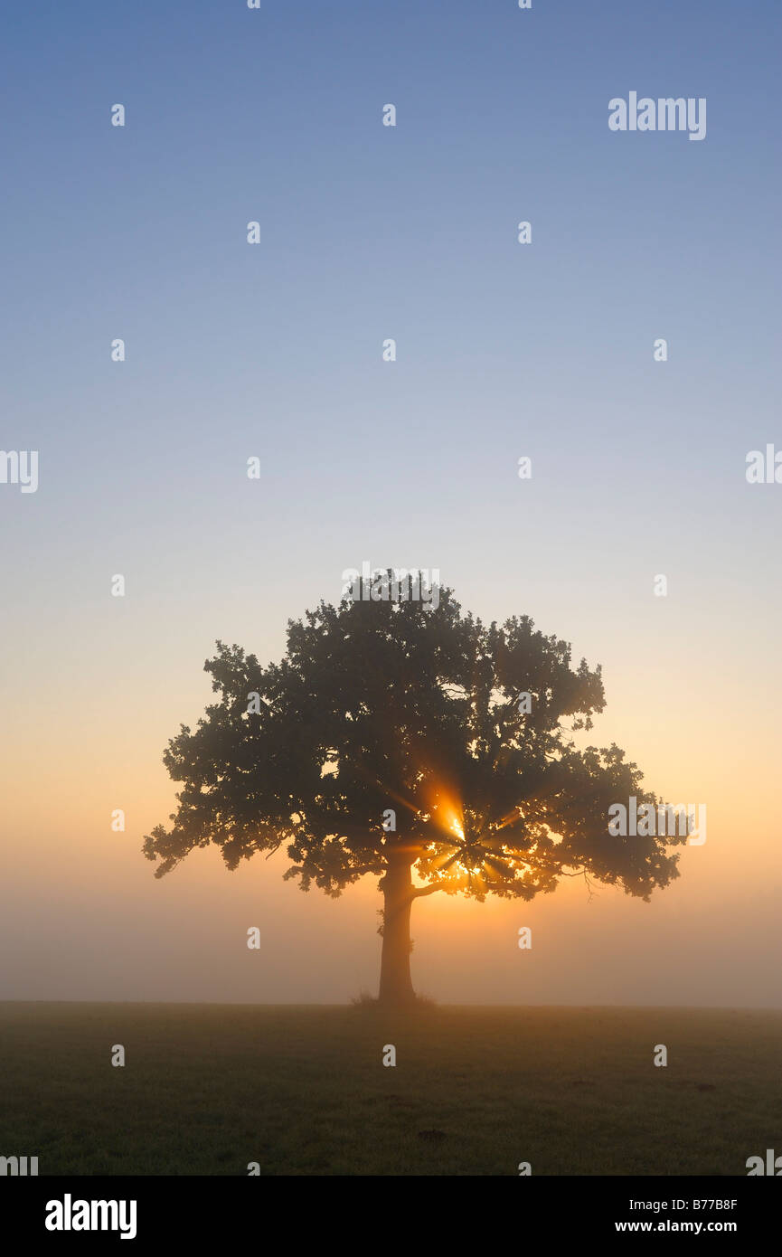 Pedunculate Oak (Quercus robur) at sunrise Stock Photo