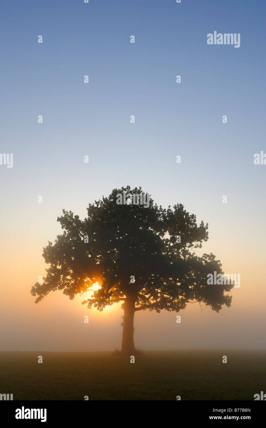 Pedunculate Oak (Quercus robur) at sunrise Stock Photo