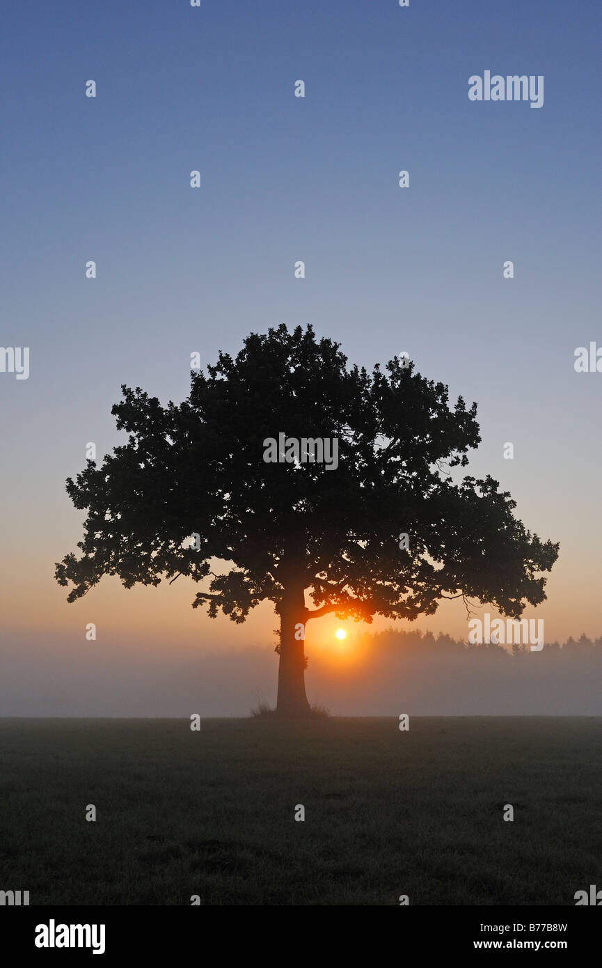 Pedunculate Oak (Quercus robur) at sunrise Stock Photo