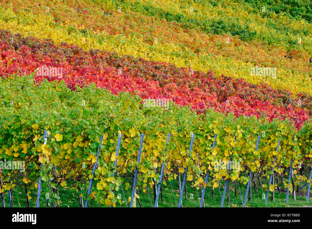 Autumnally coloured vineyard Stock Photo