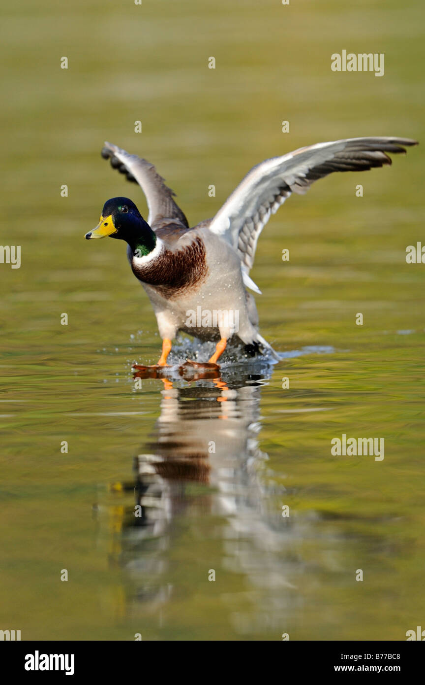 Mallard (Anas platyrhynchos), male Stock Photo