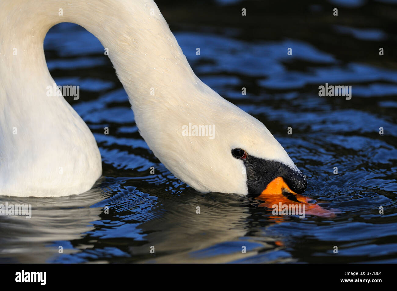 Mute Swan (Cygnus olor) Stock Photo