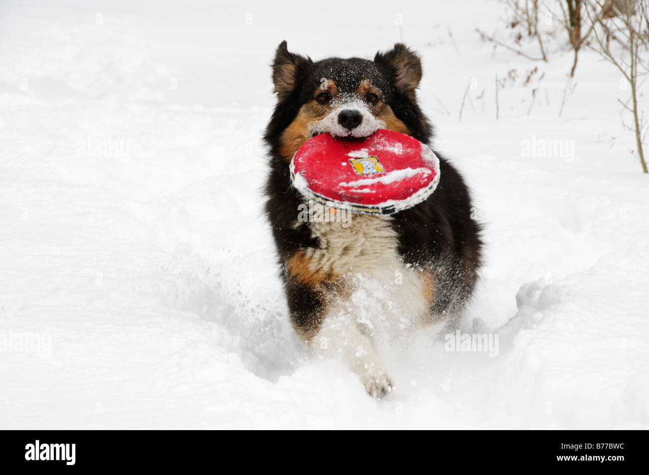 A dog playing in the snow Stock Photo - Alamy
