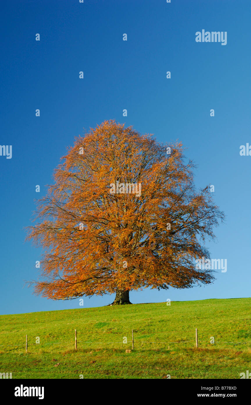 Copper Beech (Fagus sylvatica), Allgaeu, Bavaria, Germany, Europe Stock Photo