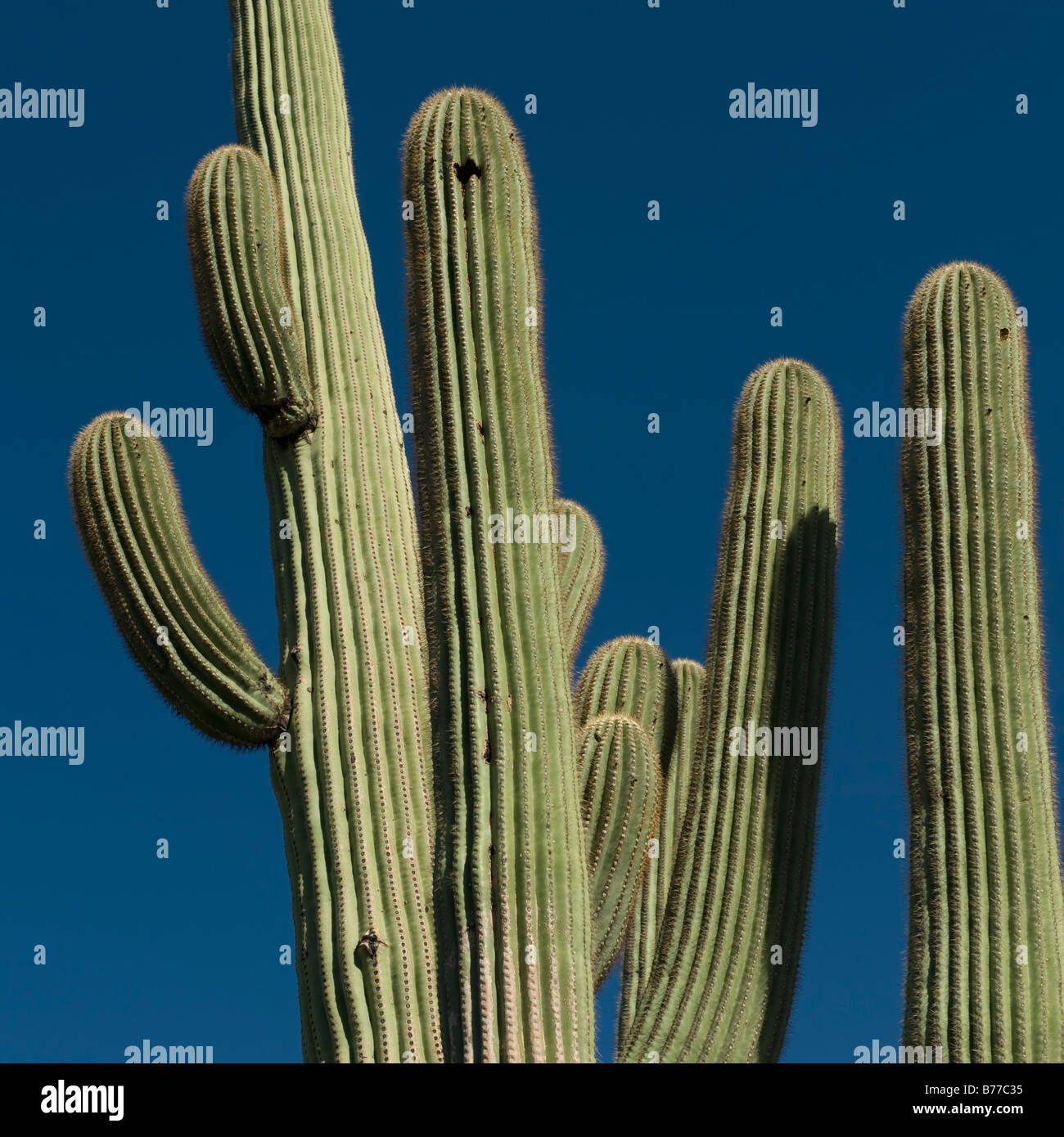 Cactus against blue sky Stock Photo