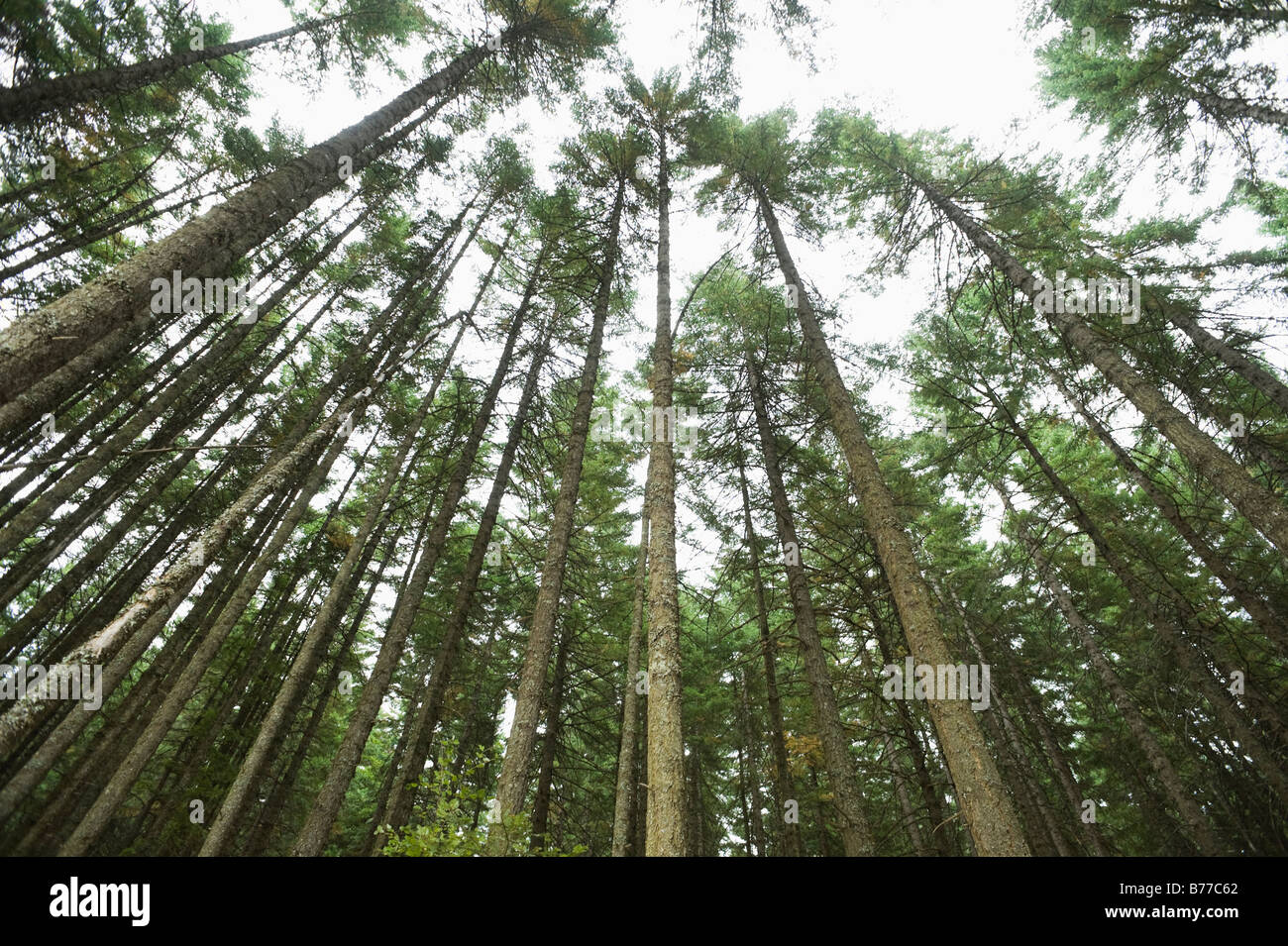 Towering trees, Hood River, Oregon Stock Photo