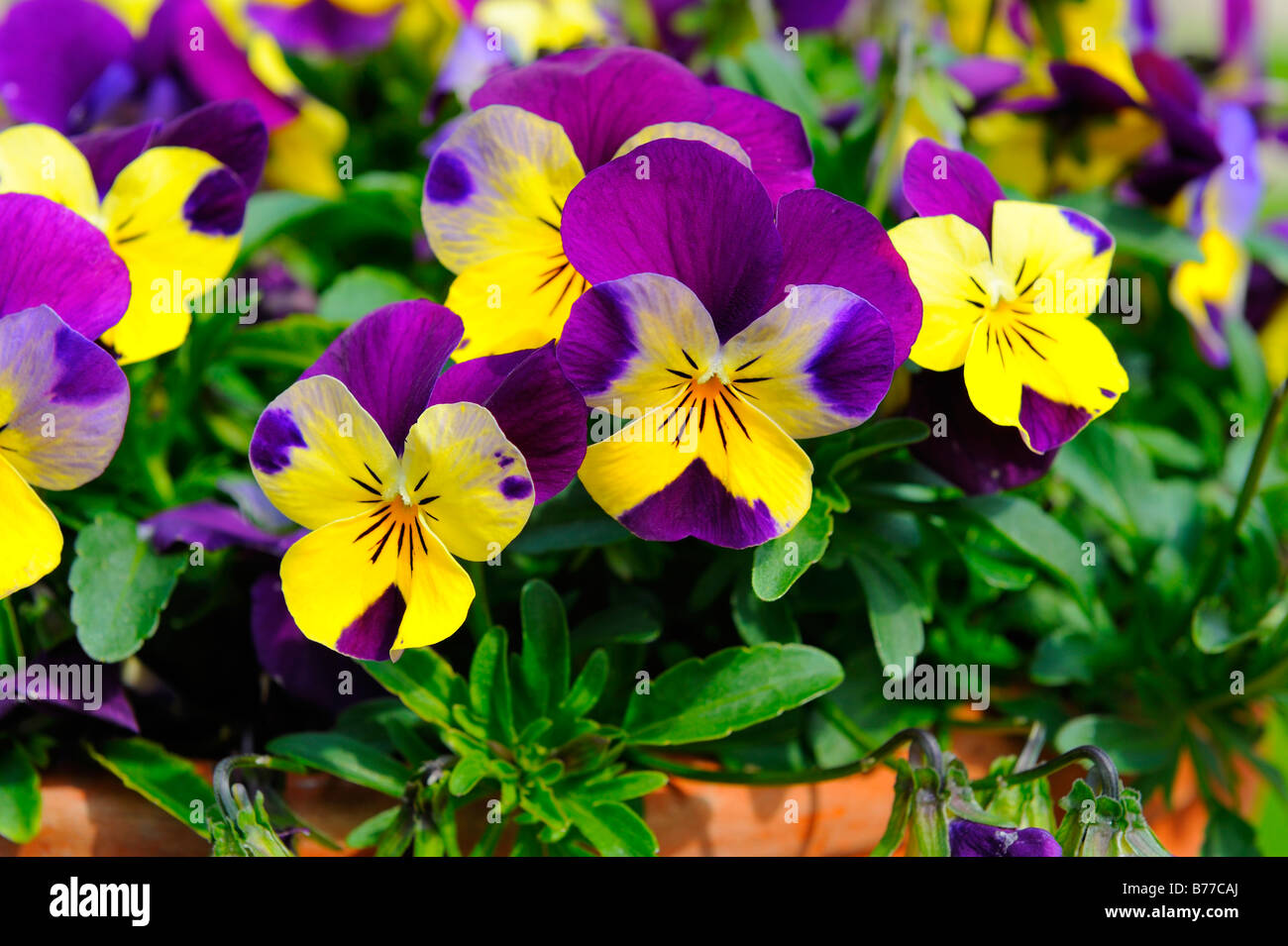 Pansies and violets hires stock photography and images Alamy