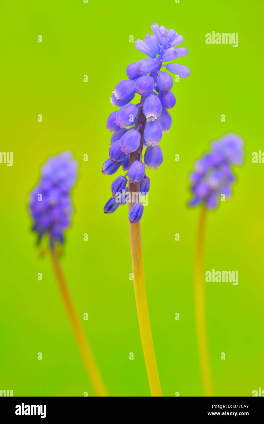 Common Grape Hyacinth (Muscari botryoides Stock Photo Alamy