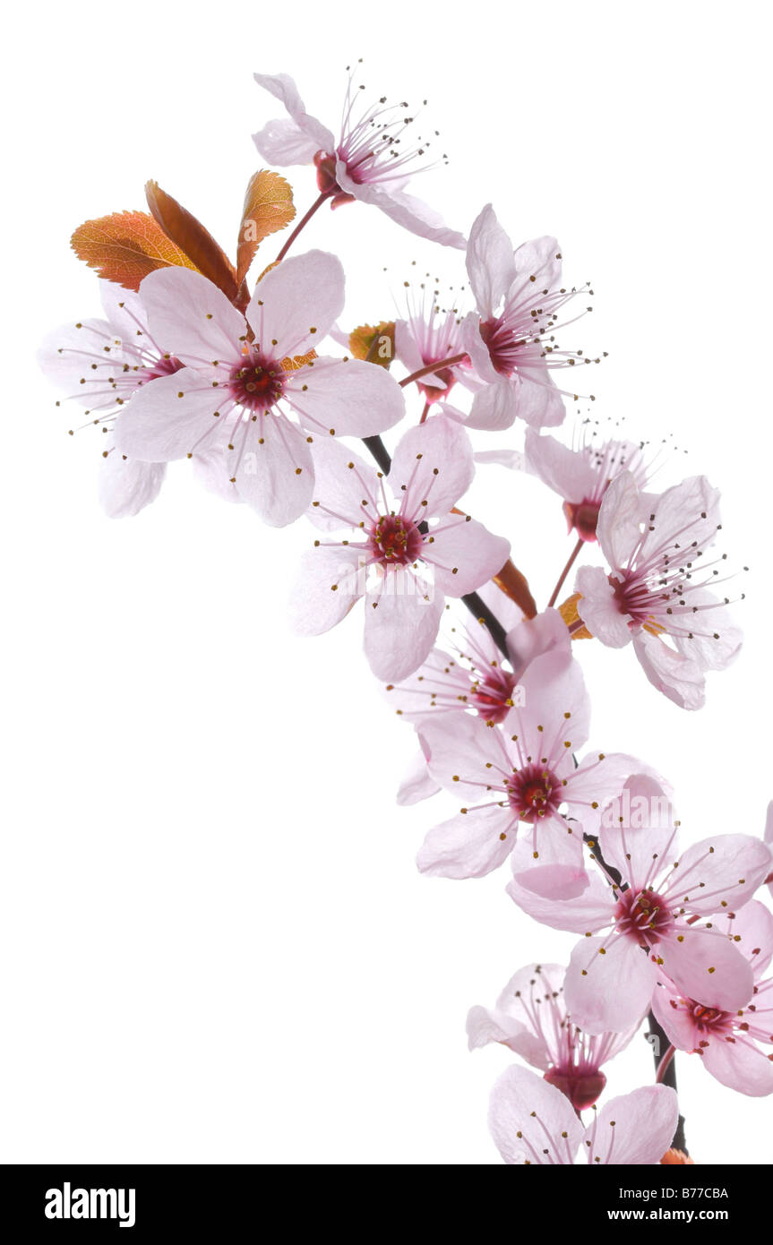 Hawthorn (Crataegus) blossoms Stock Photo