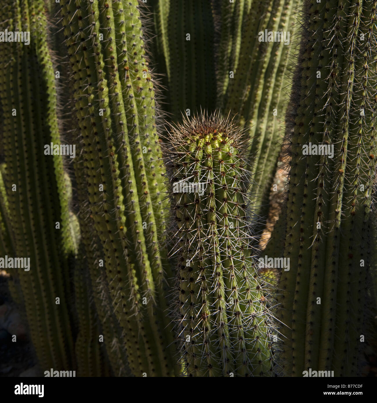 Cardon Cactus Stock Photo