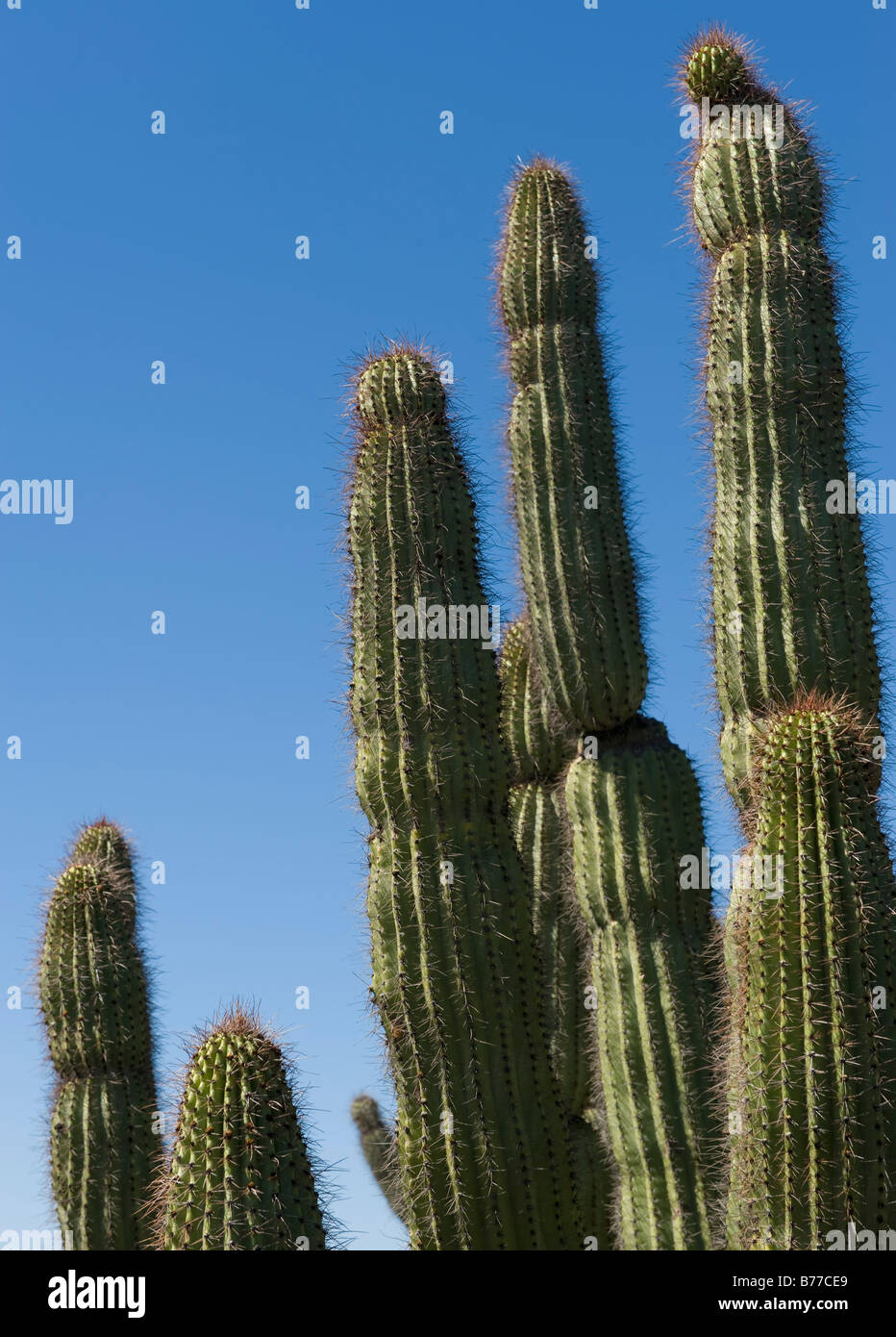 Organ Pipe Cactus against blue sky Stock Photo