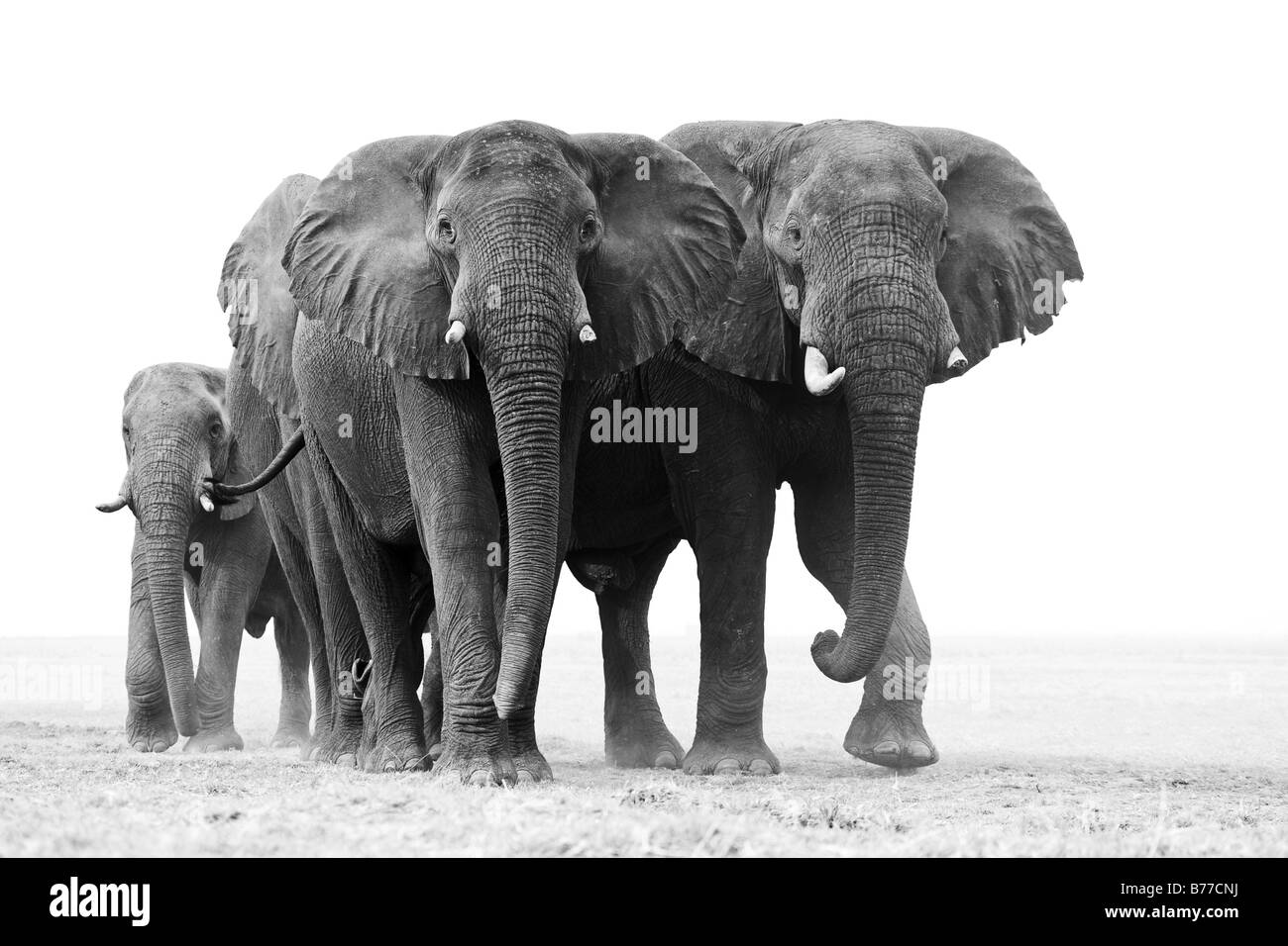 African Bush Elephants (Loxodonta africana), Chobe River, Chobe National Park, Botswana, Africa Stock Photo