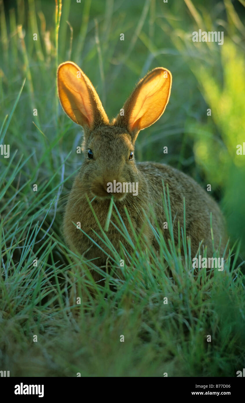 Camouflaged Smith's Red Rock Rabbit (Pronolagus rupestris) with ears pricked up. Bloemfontein, Free State, South Africa Stock Photo