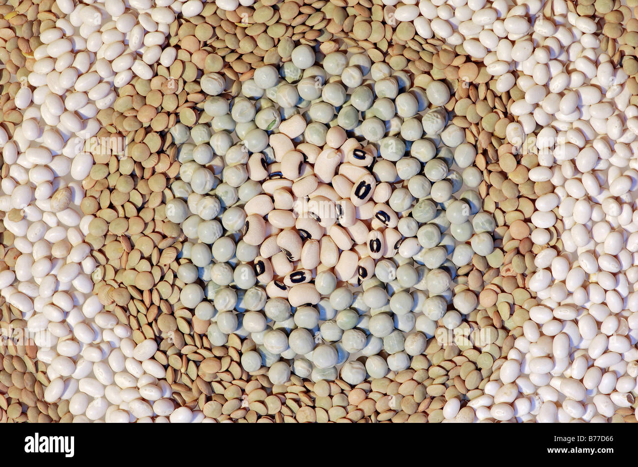 Brown Lentils (Lens esculenta), White Beans (Phaseolus vulgaris Stock