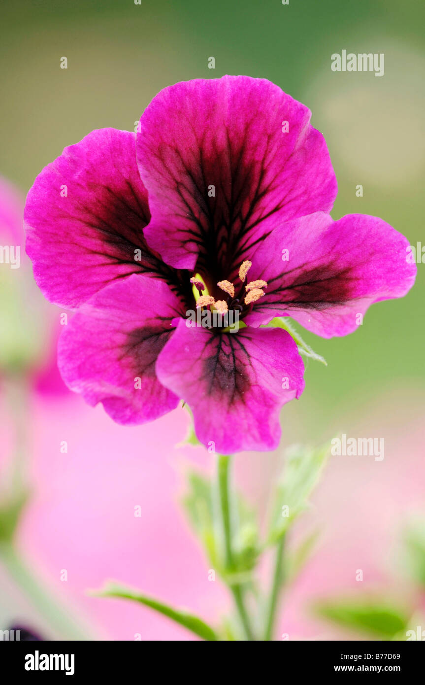 Painted Tongue, Scalloped Tube Tongue or Velvet Trumpet Flower (Salpiglossis sinuata) Stock Photo