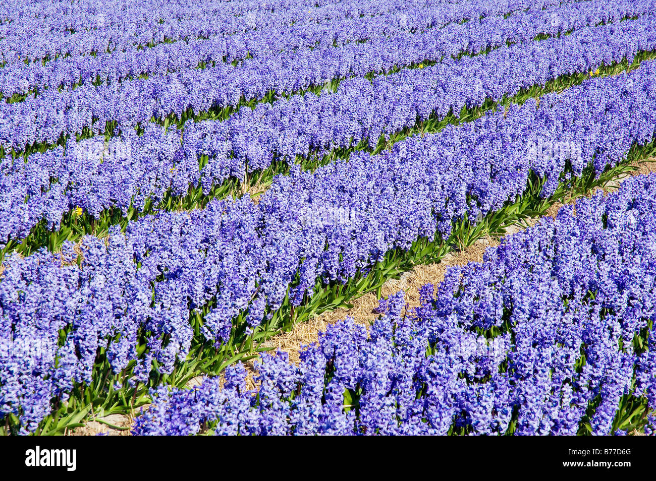 Field of Hyacinths (Hyacinthus orientalis hybride), Netherlands, Europe Stock Photo