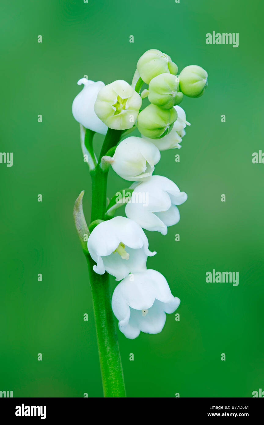 Lily of the Valley (Convallaria majalis), Schleswig-Holstein, Germany, Europe Stock Photo