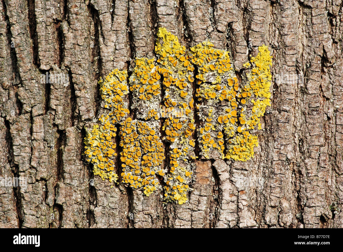 Sunburst Lichen, Common Orange Lichen (Xanthoria parietina) on tree trunk Stock Photo