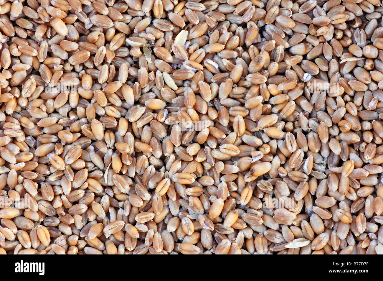 Common Wheat or Bread Wheat (Triticum aestivum) grains Stock Photo