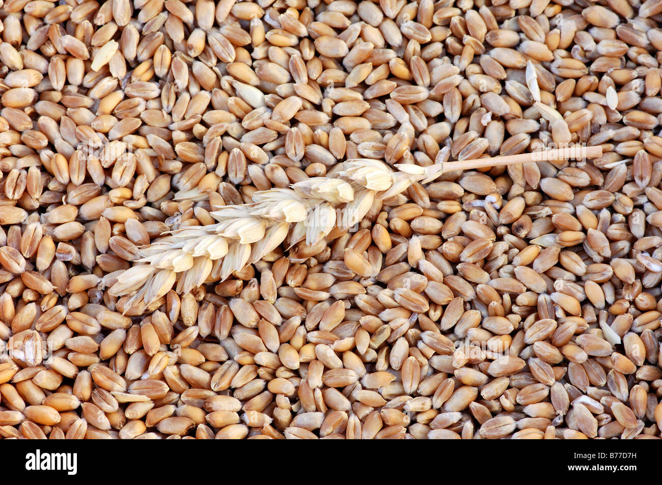 Common Wheat or Bread Wheat (Triticum aestivum), ear and grains Stock Photo