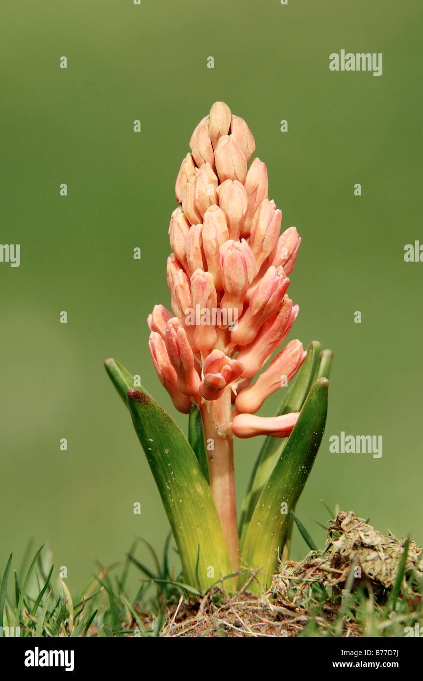 Hyacinth (Hyacinthus orientalis hybride) Stock Photo