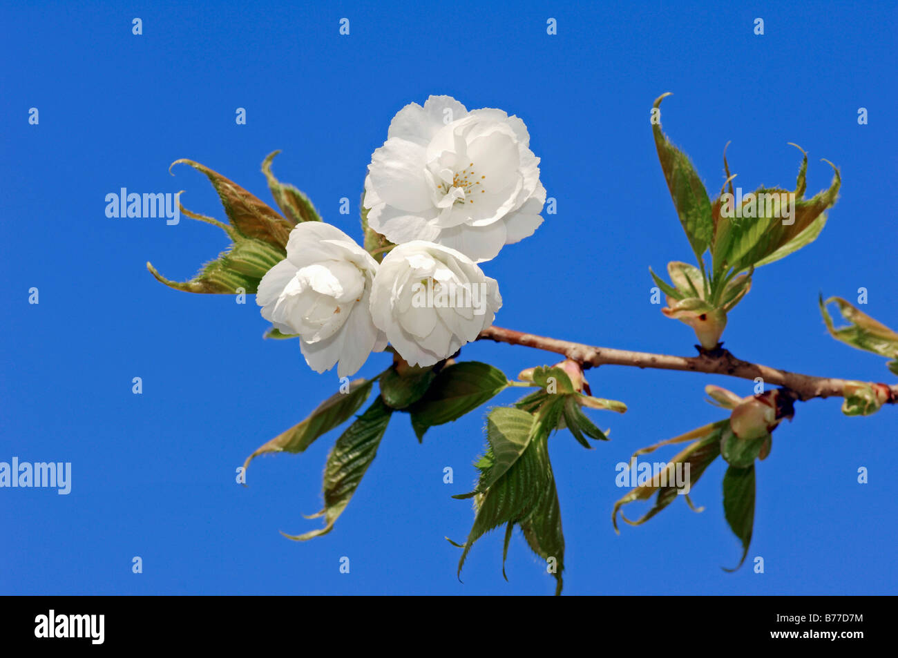 Wild Cherry or Sweet Cherry (Prunus avium), Plena form, blossoms Stock Photo