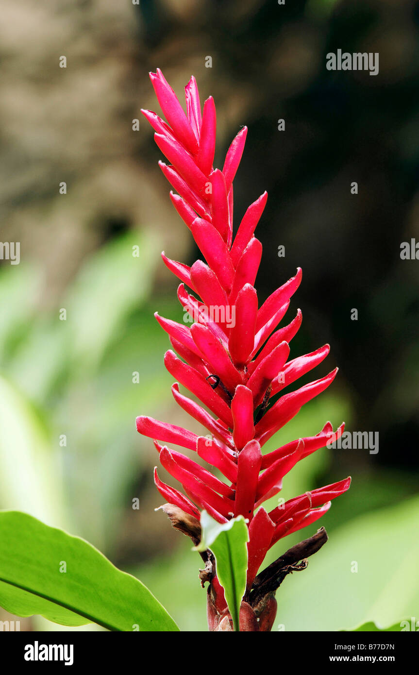 Red Ginger, Ostrich Plume or Pink Cone Ginger (Alpinia purpurata) Stock Photo