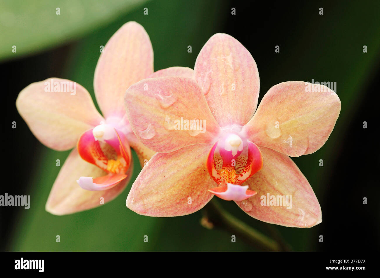 Orchid (Phalaenopsis spec.) Stock Photo