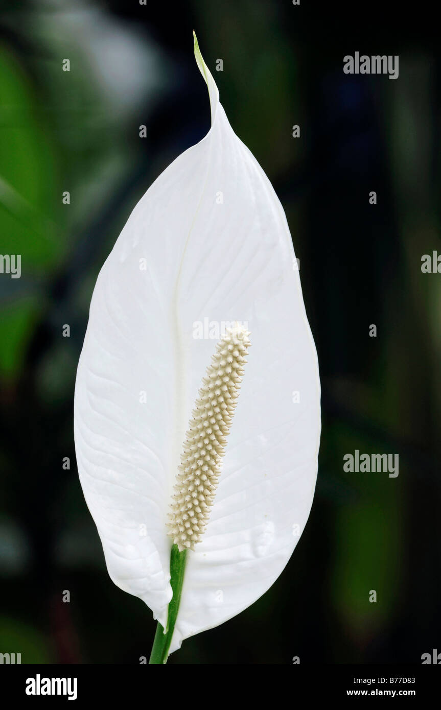 Peace Lily (Spathiphyllum floribundum) Stock Photo