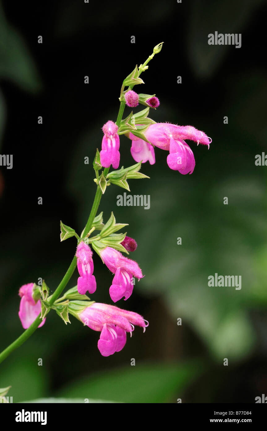 Chiapas Sage (Salvia chiapensis) Stock Photo