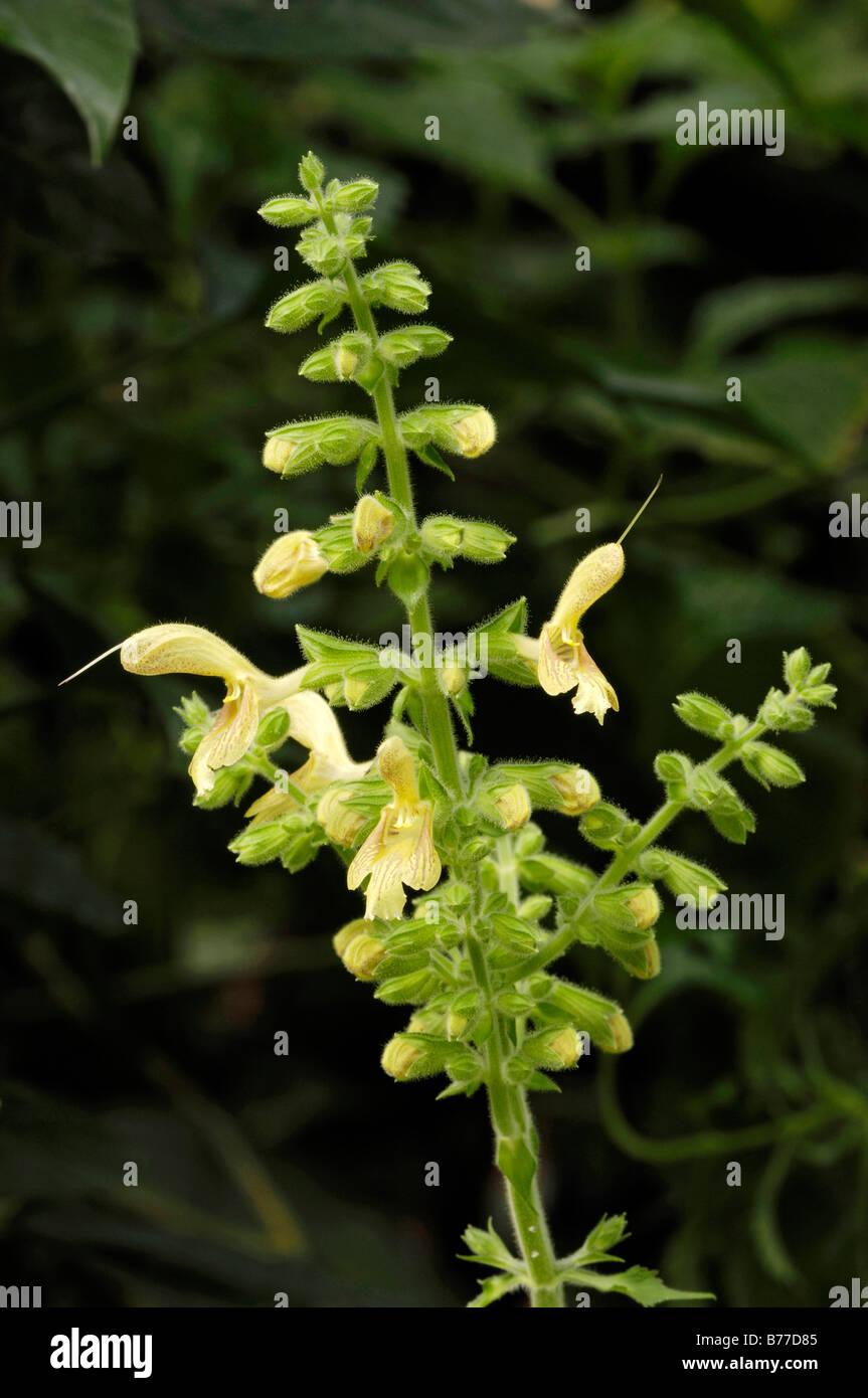 Jupiter's Sage, Sticky Clary or Yellow Sage (Salvia glutinosa) Stock Photo