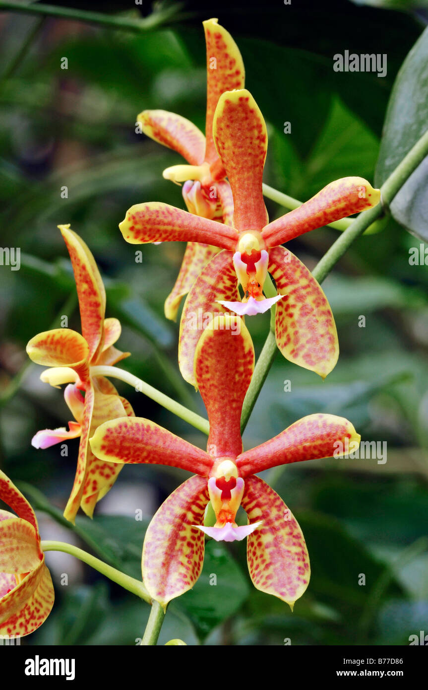 Orchid (Phalaenopsis fasciata) Stock Photo