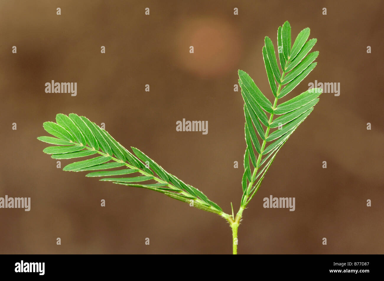 Sensitive Plant, Humble Plant or Touch-Me-Not (Mimosa pudica), leaves Stock Photo