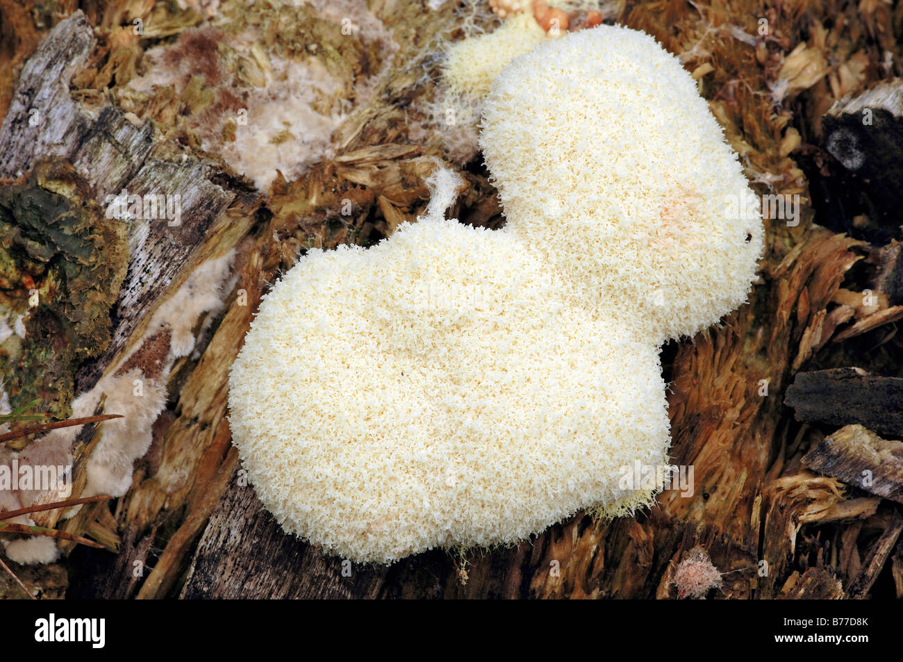 Sulphur Slime Fungus (Fuligo septica var. candida, Fuligo septa var. candida), white phase, France, Europe Stock Photo