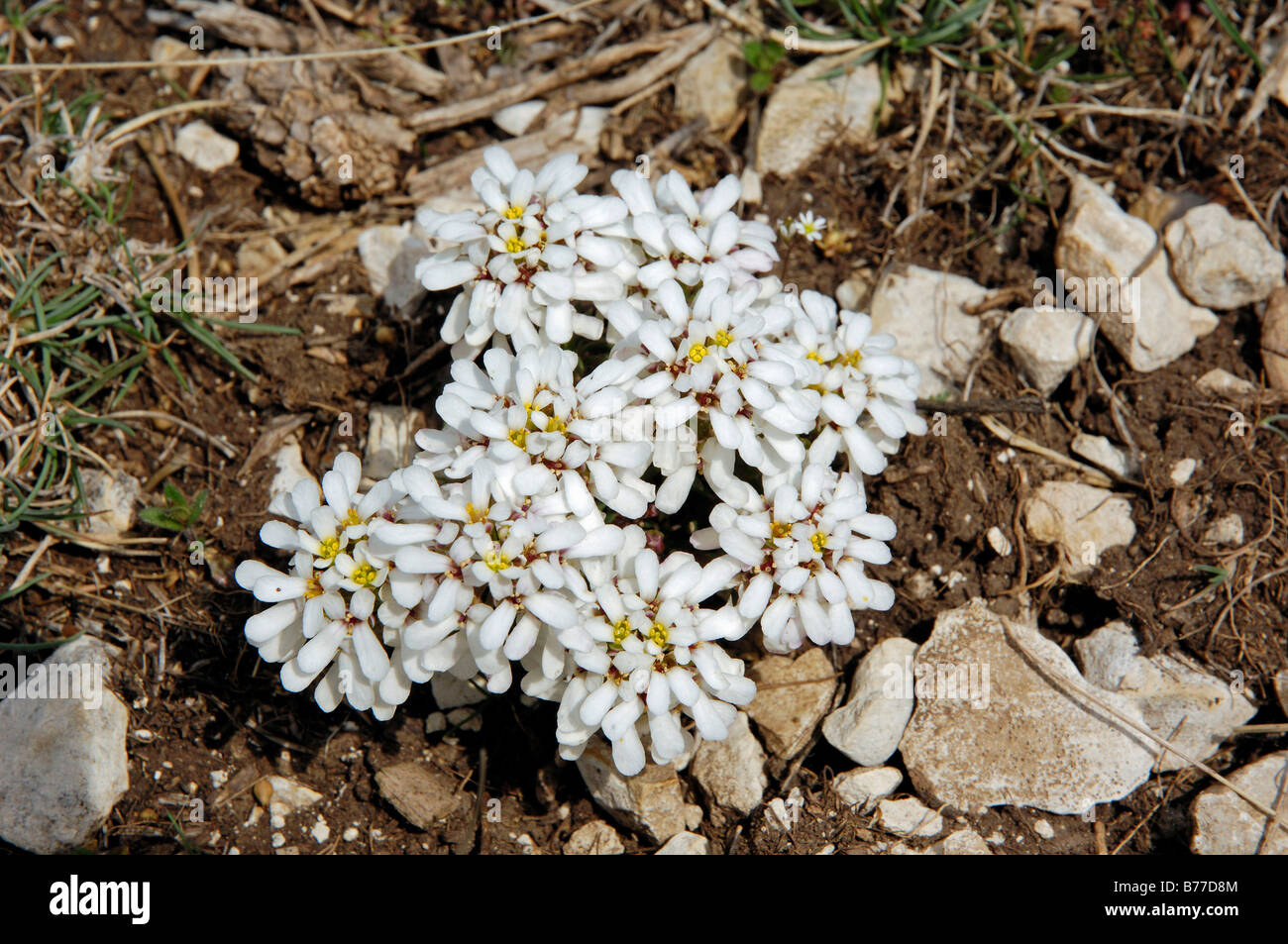 Perennial Candytuft (Iberis saxatilis), Provence, Southern France, France, Europe Stock Photo