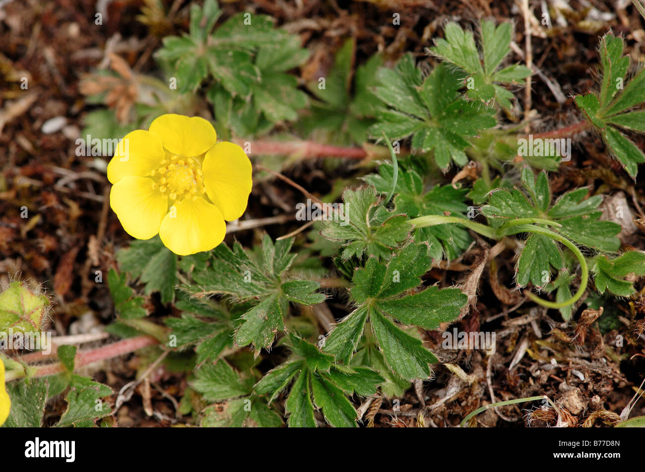 Golden Cinquefoil (Potentilla aurea), Provence, Southern France, France, Europe Stock Photo