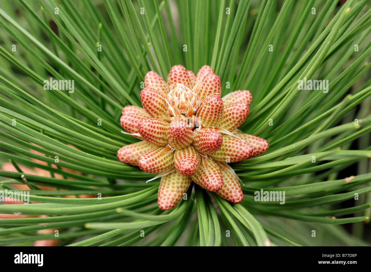Black Pine, Austrian Pine or Corsican Pine (Pinus nigra) blossoms, Provence, Southern France, France, Europe Stock Photo