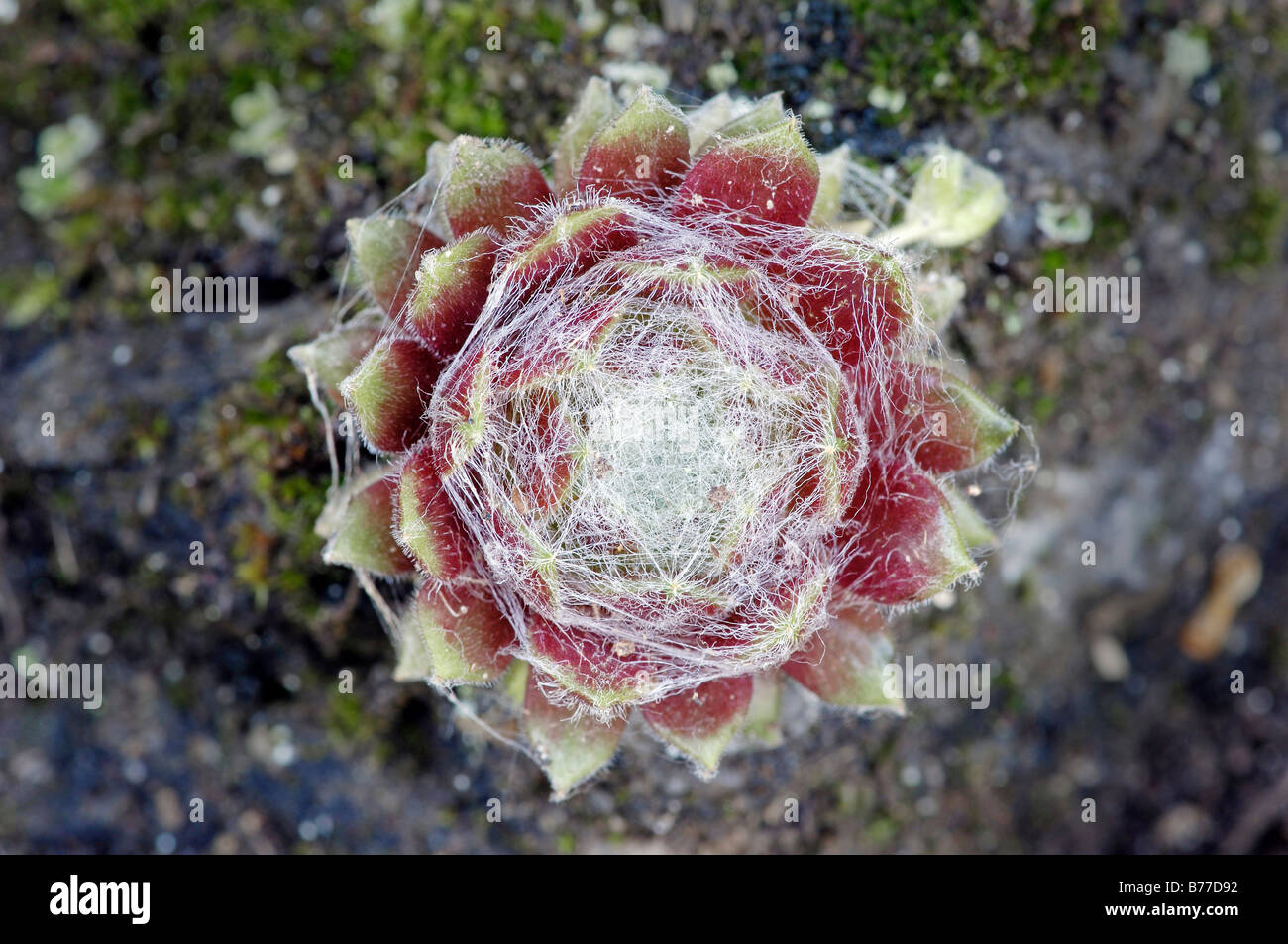 Cobweb Houseleek (Sempervivum arachnoideum, Sedum arachnoideum), Provence, Southern France, France, Europe Stock Photo