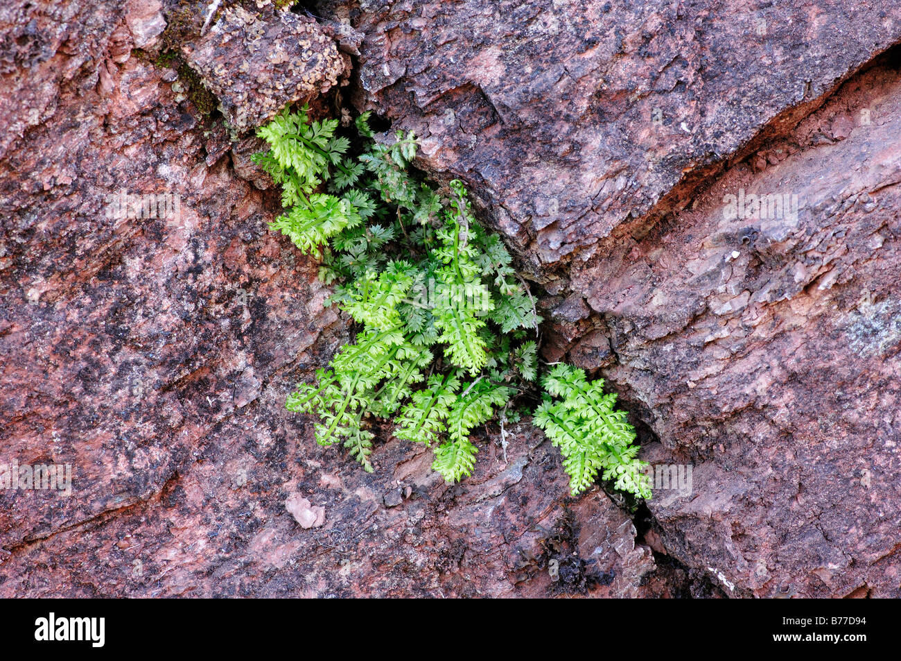 Lanceolate Spleenwort (Asplenium obovatum), Provence, Southern France, France, Europe Stock Photo