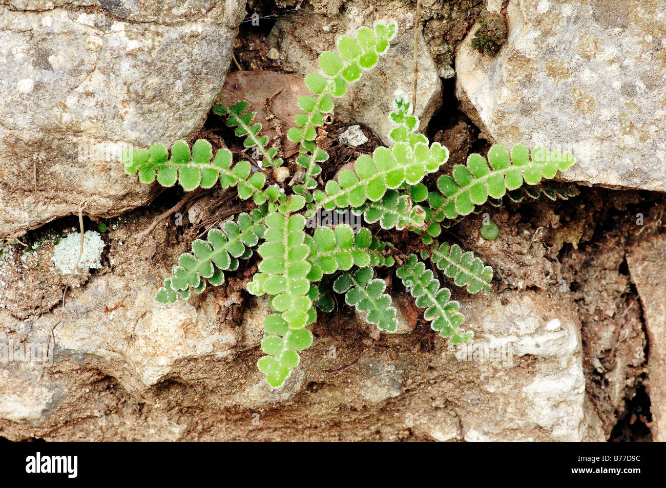 Rustyback Fern or Scaly Spleenwort (Asplenium ceterach, Ceterach officinarum, Asplenium officinarum), Provence, Southern France Stock Photo
