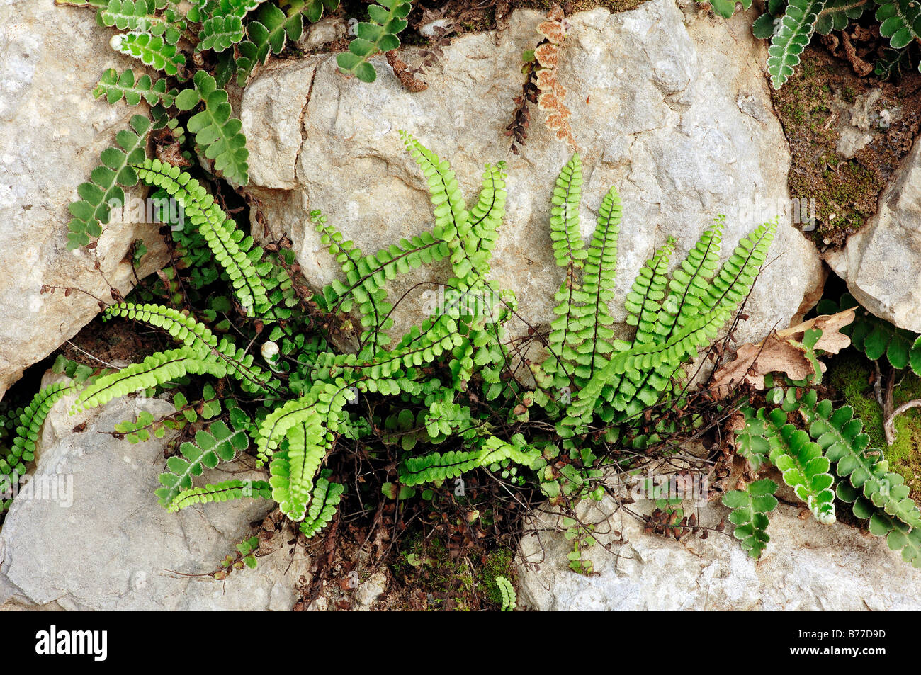 Maidenhair Spleenwort (Asplenium trichomanes), Provence, Southern France, France, Europe Stock Photo