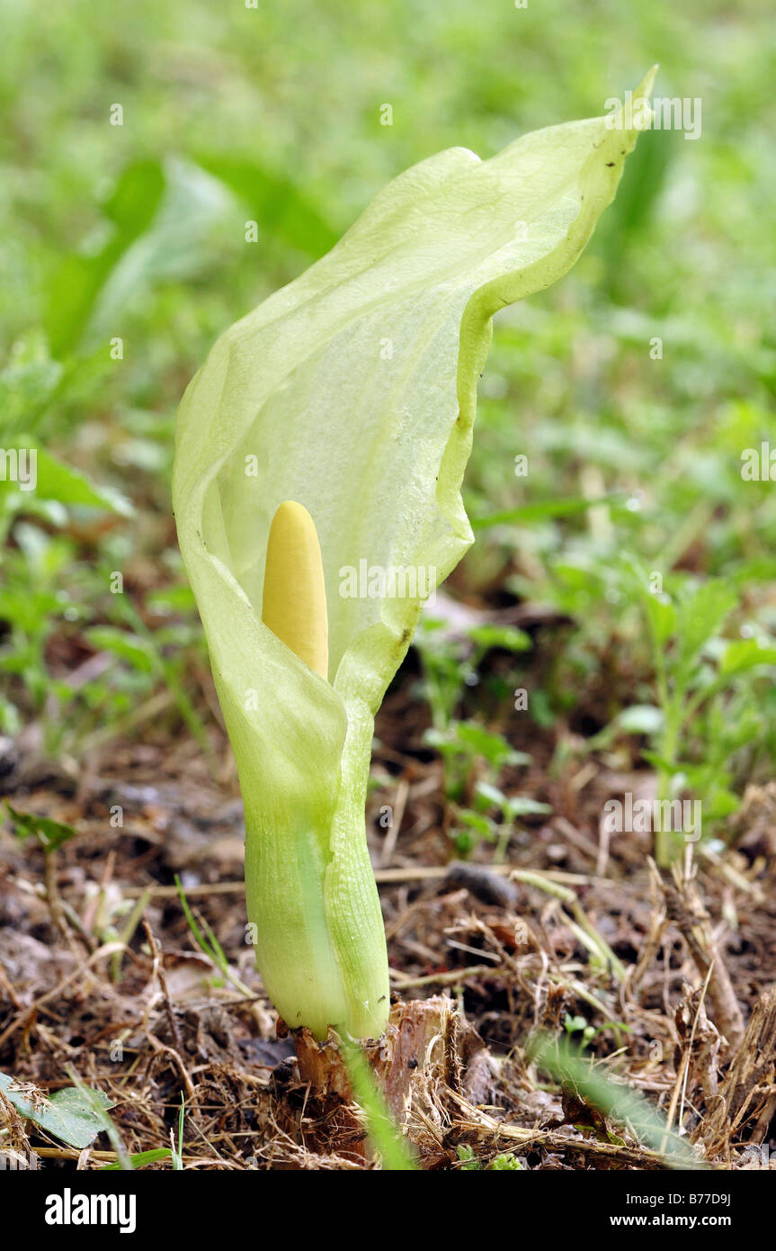 Cuckoo Pint or Italian Lords-and-Ladies (Arum italicum), Provence, Southern France, France, Europe Stock Photo
