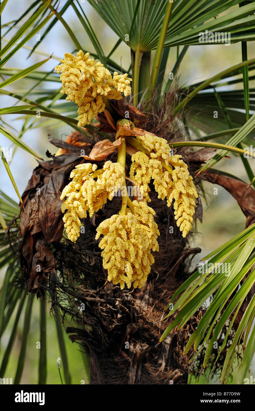 Chinese Windmill Palm or Chusan Palm (Trachycarpus fortunei), in bloom Stock Photo