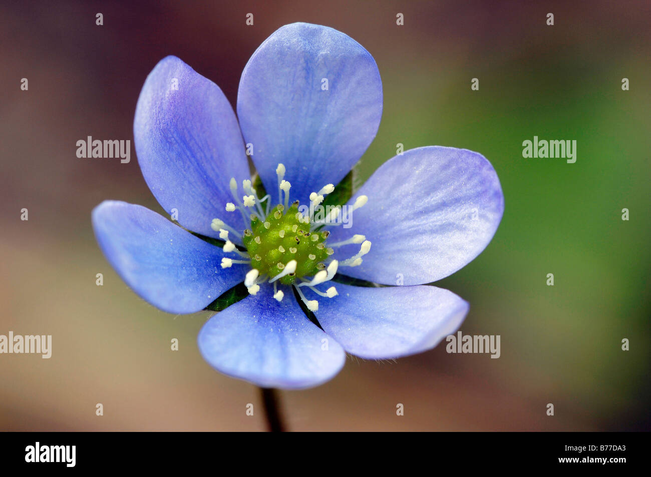 Kidneywort, Liverwort or Pennywort (Hepatica nobilis), Provence, Southern France, France, Europe Stock Photo