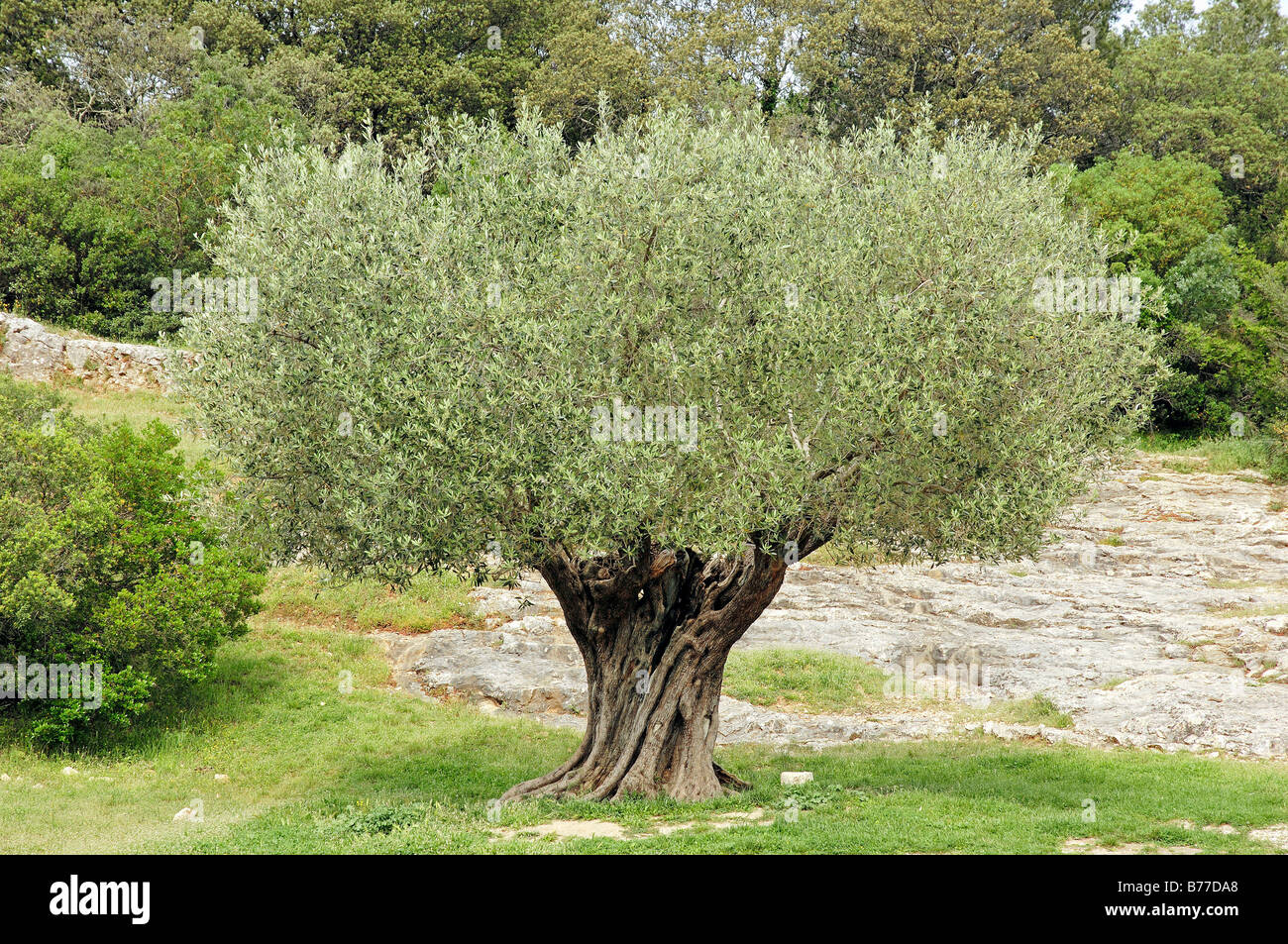 Olive Tree (Olea europaea), Provence, Southern France, France, Europe Stock Photo